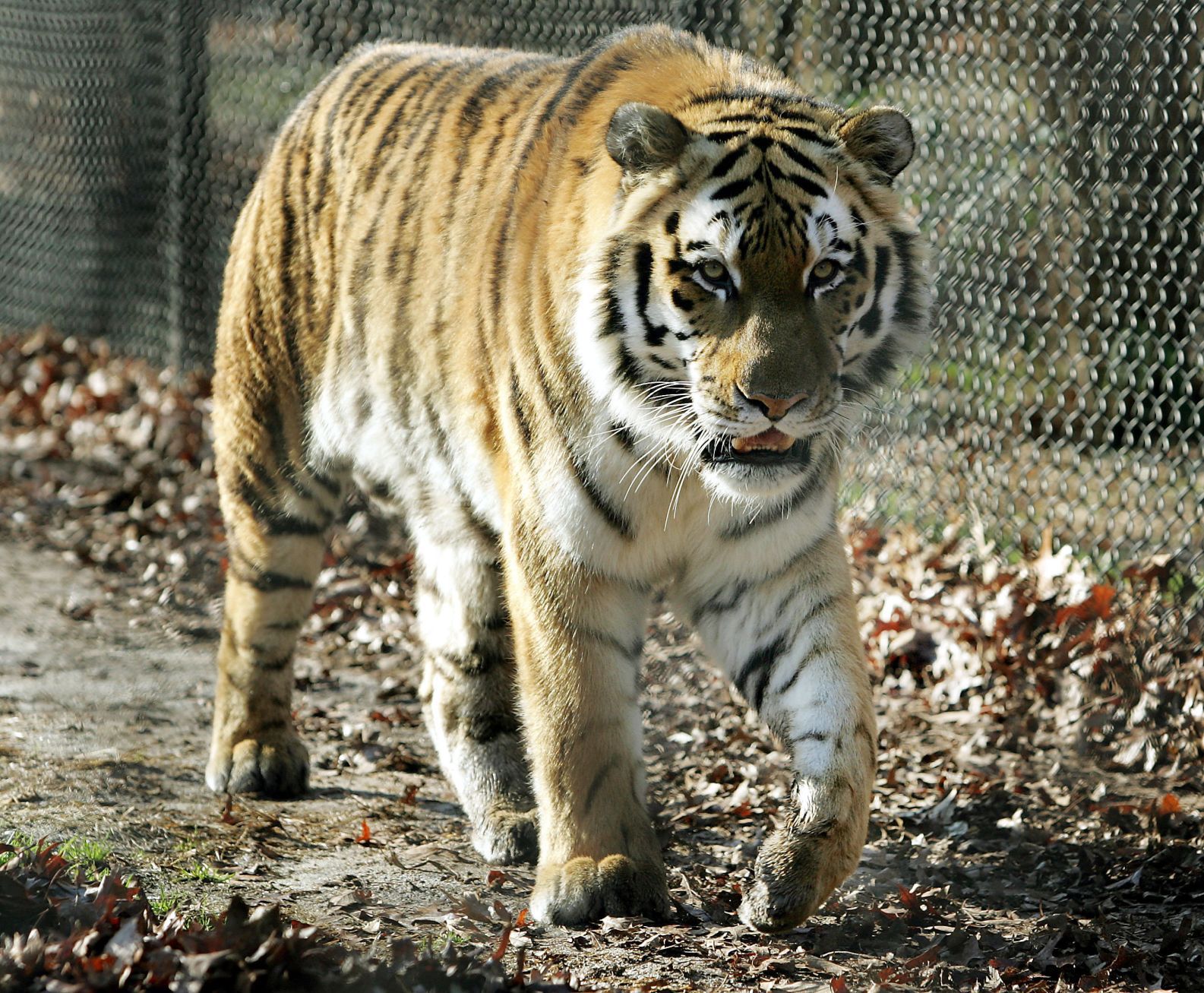 Zoo Safety